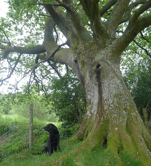 Old Oak 2