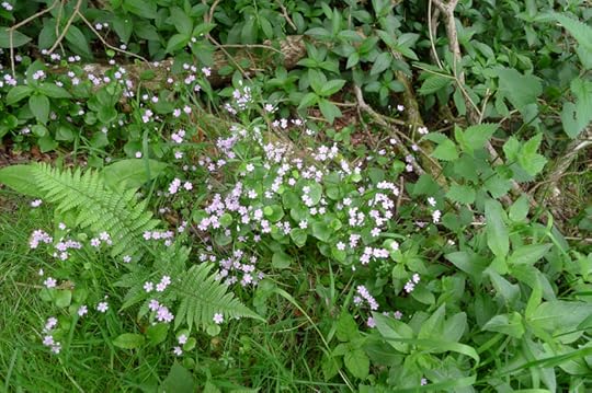The piskie flower