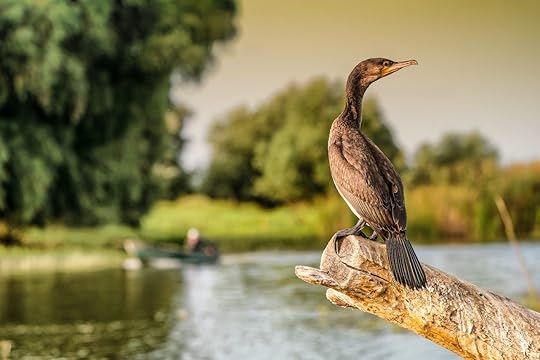 Cormorant, paddling the Danube Delta