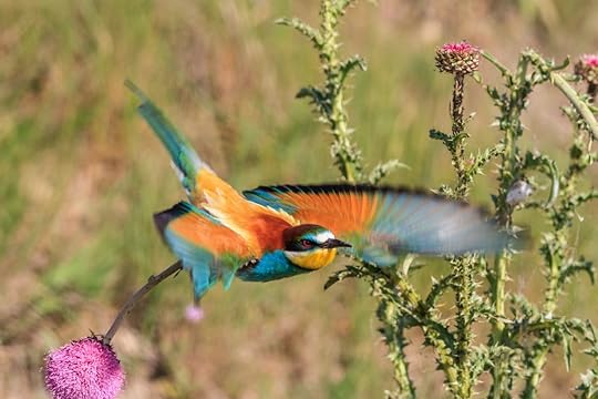 European,Bee,Eater, paddling the Danube Delta