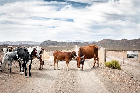Cattle Ladismith South Africa, South African road trip