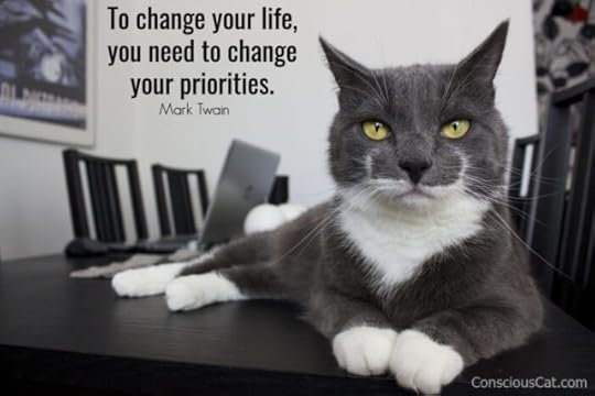 cat-on-desk