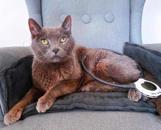 assisi-loop-cat-on-chair