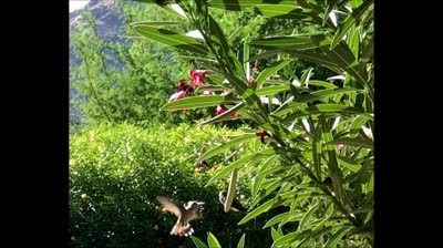 Hummingbird mama with second baby June 2021