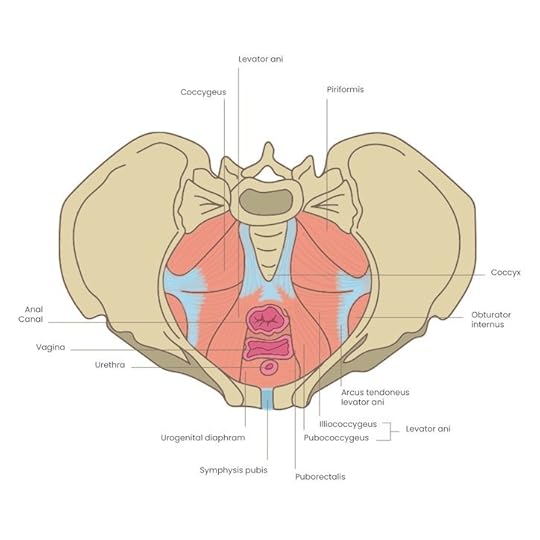 Pelvic Floor Diagram