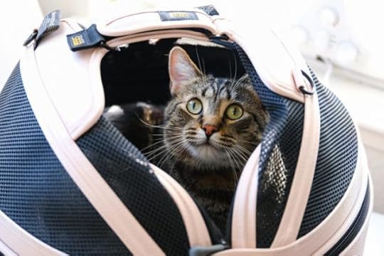 Sleepypod-mobile-pet-bed