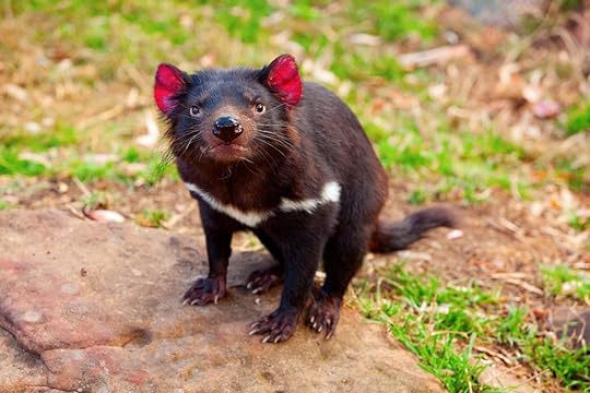 Tasmanian,Devil,,Australia, Things to do in Tasmania