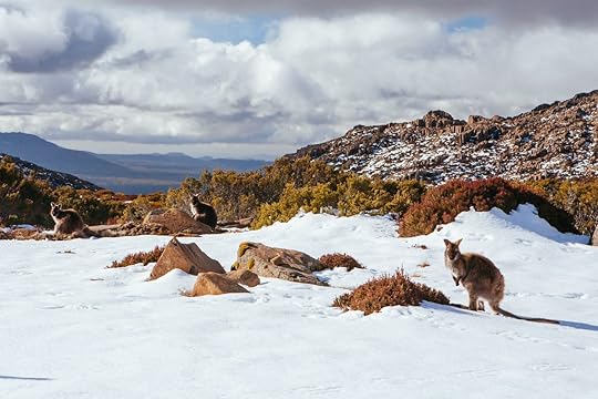 Ben,Lomond,Ski,Village,And,Wild,Kangaroos,On,A,Quiet, Things to do in Tasmania