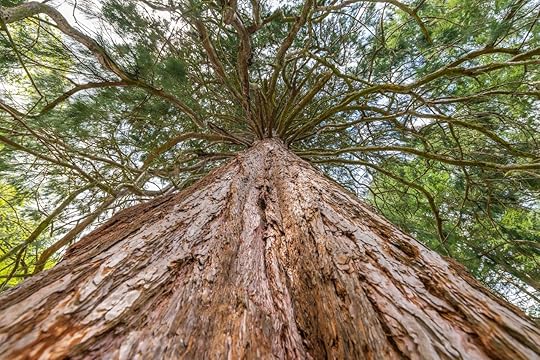 Giant,Seqoia,Of,Fappelbronn,Planted,In,1896,In,A,Vosges, Giant sequoias in Europe