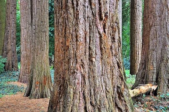 Giant-sequoias-in-Europe-Kaldenkirchen-Sequoia-Farm-Germany,Giant sequoias in Europe