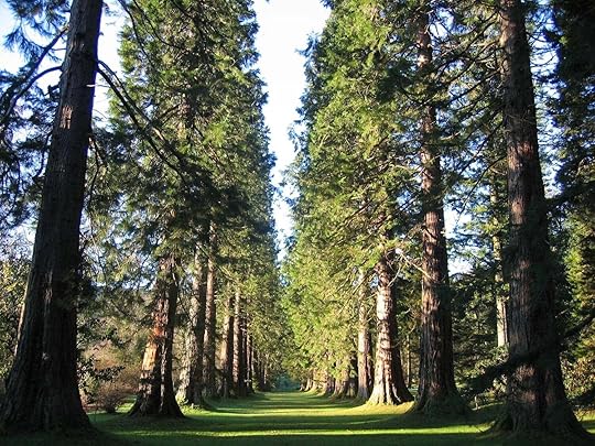 Giant-sequoias-in-Europe-Benmore-Botanic-Garden-Scotland,Giant sequoias in Europe