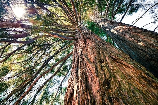 Popular,Tourist,Destination,-,Old,Sequoia,Tree,In,The,Rogojel, Giant sequoias in Europe