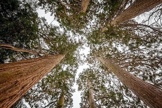 Trunks,Of,Giant,Sequoias,Rising,To,The,Sky,,In,A, Giant sequoias in Europe