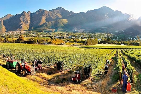 Franschhoek Wine Tram, vineyard harvest
