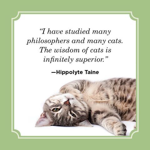 catphilosopher