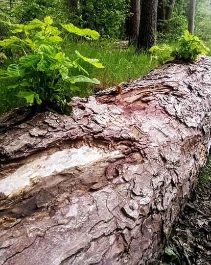 Haiku: Voedingsbodem