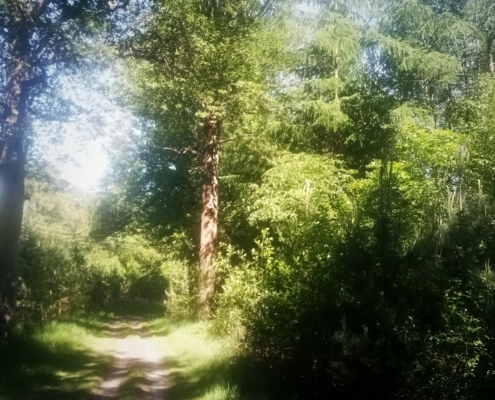 Zondagmiddag wandeling