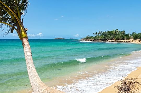 Atlantic,Coast,With,Palm,Trees,Tides,And,Rocky,Shoreline,Outside, Puerto Rico by van