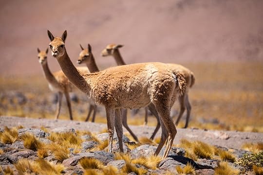 Vicunas,In,The,High,Altiplano,Of,The,Andes,,Between,Chile,Argentina's wine country