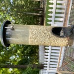 Bird Feeder - Adventure Story