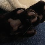 Paws - Adventure Stories