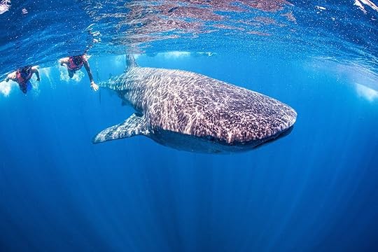 Swimming,With,Whale,Shark,In,Mexiko, Mexico experience