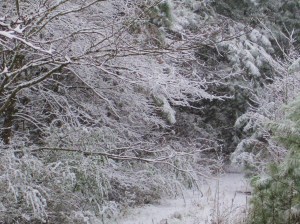 Silver Greenery