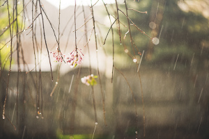 Gentle Rain