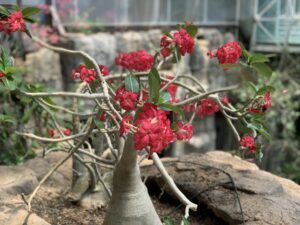 orchid in greenhouse