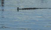 common mergansers