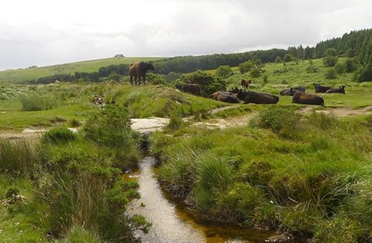 Dartmoor 6