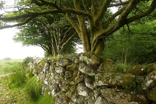 Dartmoor 9