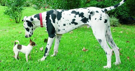 Great Dane and Chihuahua