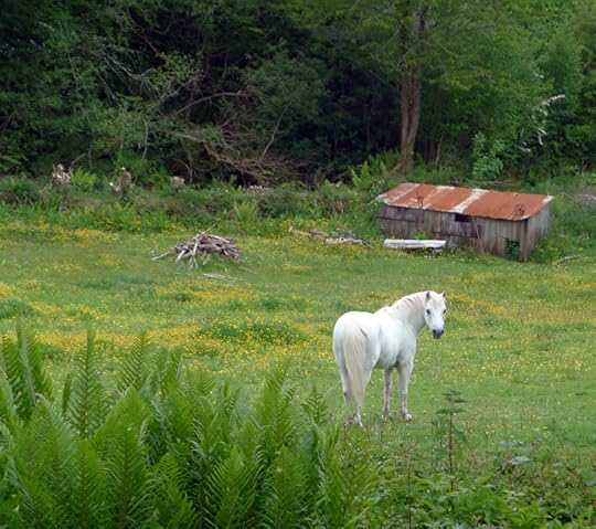 Little white horse