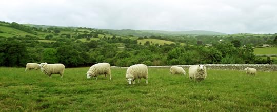 Sheep in a Devon field