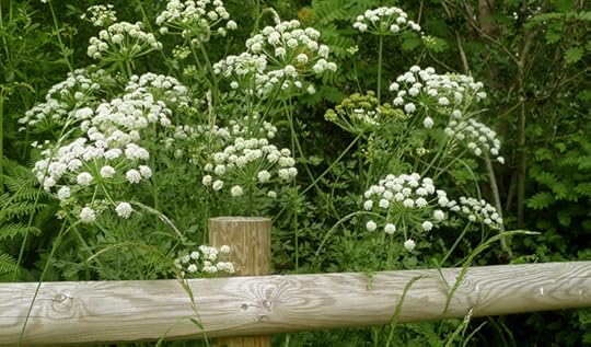 Queen Ann's Lace