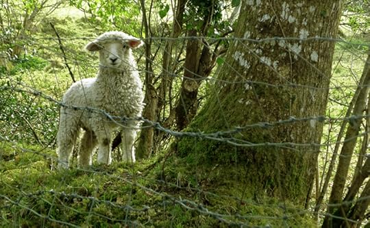 Lamb by the leat