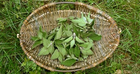 Fresh nettles