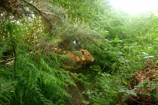 Cow in the green