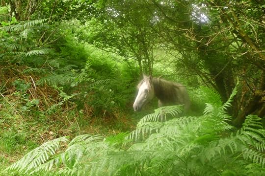 Dream horse coming