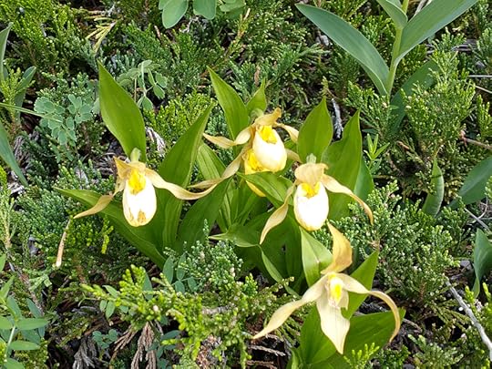 Yellow Lady Slipper Orchid along the Many Springs Trail
