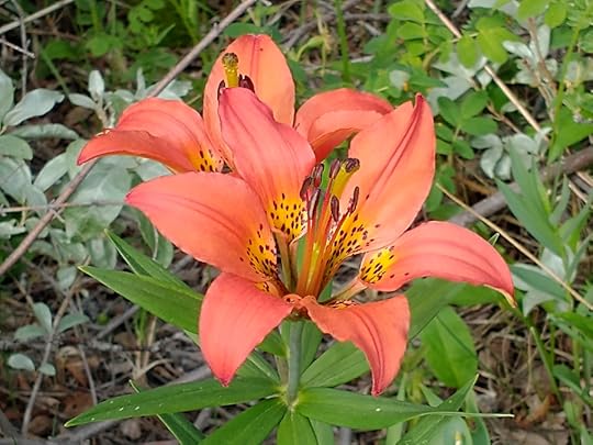 Wood Lily