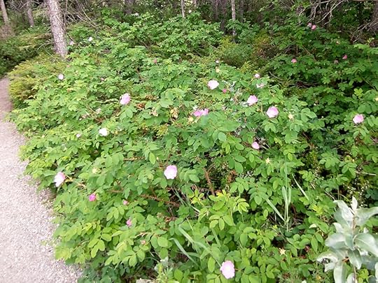 Prickly Rose aka the floral emblem of Alberta