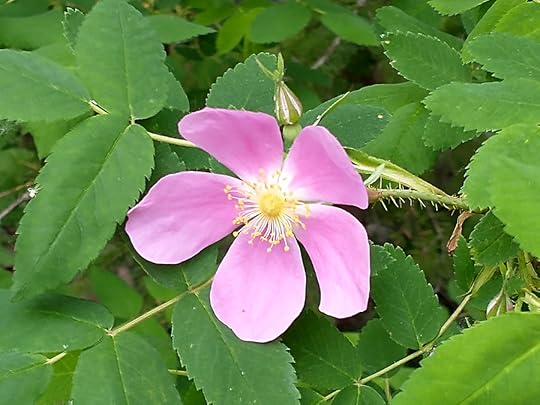 Prickly Rose aka the floral emblem of Alberta
