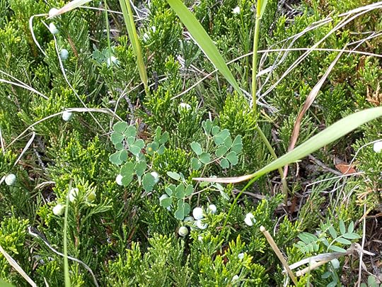 Creeping Juniper with berries