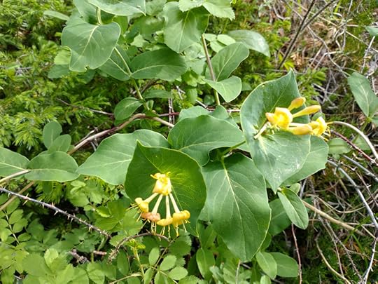 Limber Honeysuckle