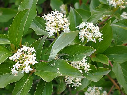 Red-osier Dogwood