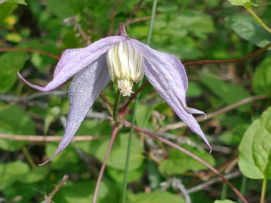 Purple Clematis