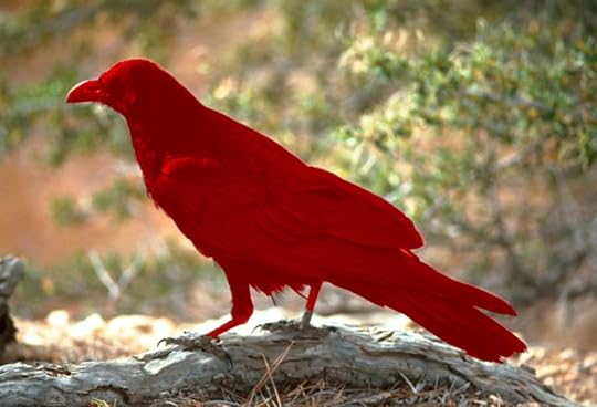 File:Corvus corax (FWS) red.jpg - Wikimedia Commons