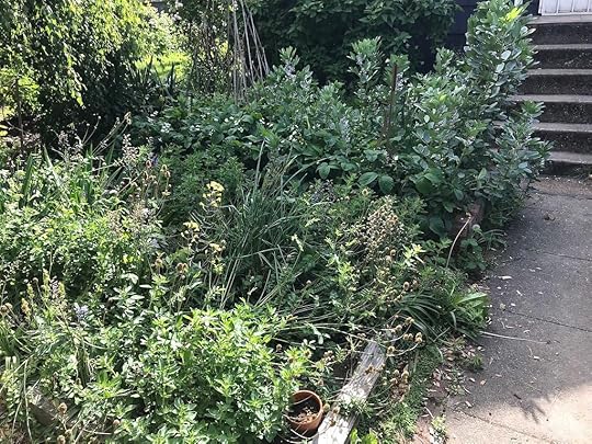 two garden beds bursting with an array of leafy green plants